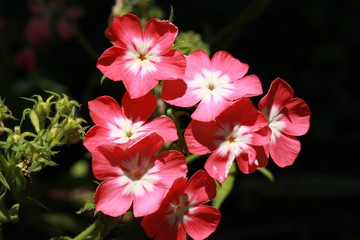 Pink and white "Drummond's Phlox" flowers (or Annual Phlox, Summer Phlox) in St. Gallen, Switzerland. Its Latin name is Phlox Drummondii, native to eastern USA.