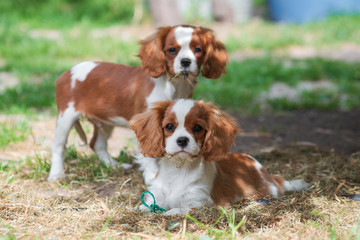 Two young dogs cavalier king charles spaniel on the grass