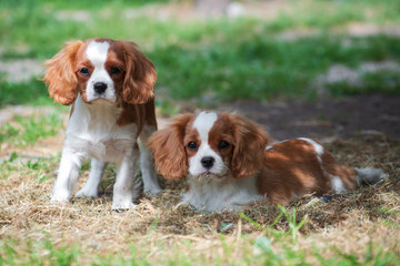 Two young dogs cavalier king charles spaniel sitting on the grass