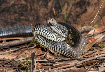 Eastern Brown Snake