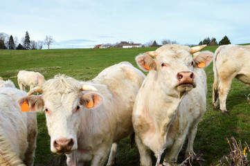 Fototapeta na wymiar Herd of Charolais cows in a field in the French countryside