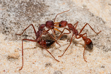 Bullant
