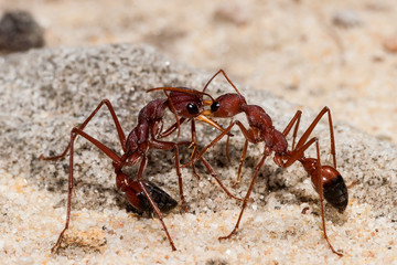 Bull Ant