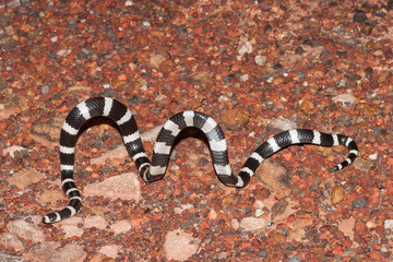 Naklejka premium Bandy Bandy 