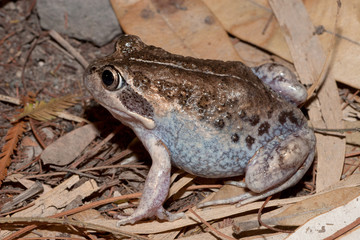 Australian Banjo Frog
