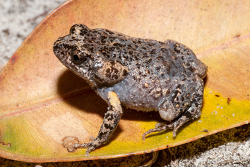 Tyler's Toadlet