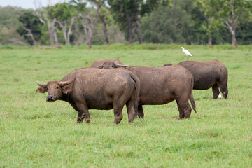 Obraz premium Domestic Water Buffalo being farmed in Northern Australia