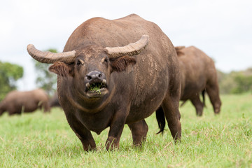 Domestic Water Buffalo being farmed in Northern Australia