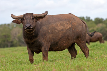 Domestic Water Buffalo being farmed in Northern Australia