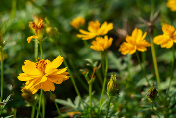 Naklejka premium yellow flowers in garden