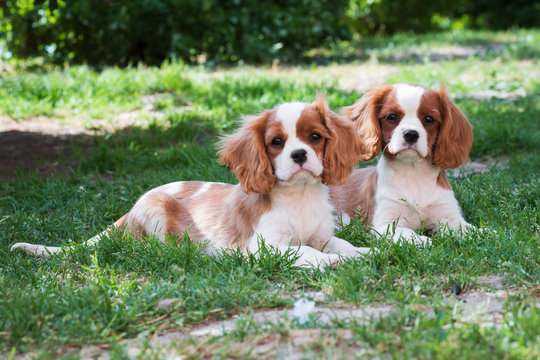 Two young dogs cavalier king charles spaniel on the grass