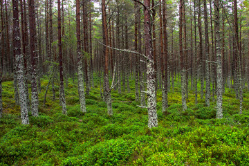 Fototapeta premium Forest in Aberdeenshire, Scotland, UK. Ballater area, Royal Deeside. Cairngorms National Park.