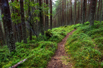 Obraz premium Forest in Aberdeenshire, Scotland, UK. Ballater area, Royal Deeside. Cairngorms National Park.