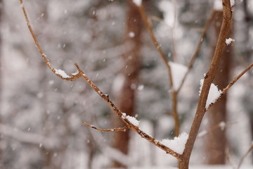 雪に覆われた枝