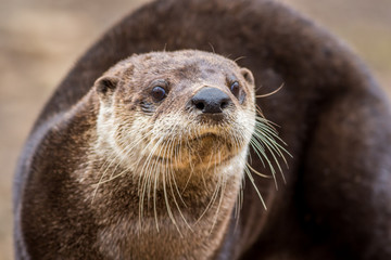 North American River Otter, Lontra canadensis, adorable, lovable, friendly and clever, looks straight at camera