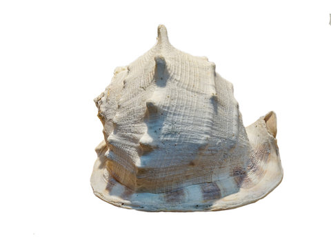 Horned Helmet Shell or Cassis cornuta  isolated on white background.