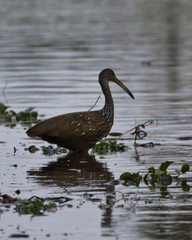 Limpkin(s) feeding on snails in Florida