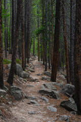 Trail Through Tall Trees 