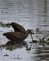 Limpkin(s) feeding on snails in Florida