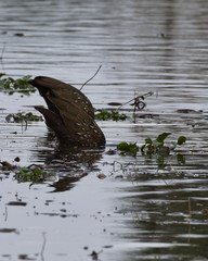 Limpkin(s) feeding on snails in Florida