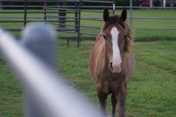 My friendly filly