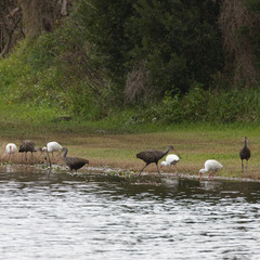 White Ibises and Limpkins feeding at a local park in Florida