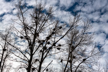 Fototapeta na wymiar Heron rookery in winter, twig nests silhouetted in leafless trees against a blue sky with white clouds