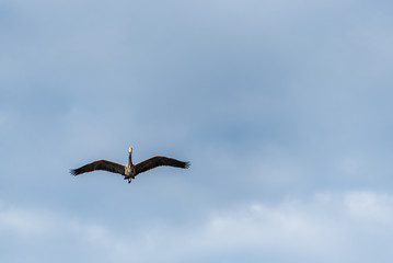 Great blue heron flying towards viewer, sunny, blue sky and white clouds in background