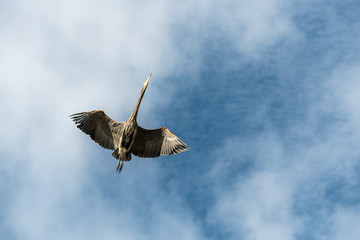 Great blue heron flying towards viewer, sunny, blue sky and white clouds in background