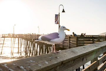 Seagull sitting on a pier by the ocean