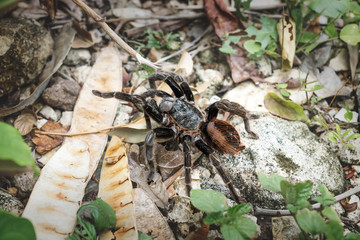 Tarantula spider on ground with leaves, Peten, Guatemala