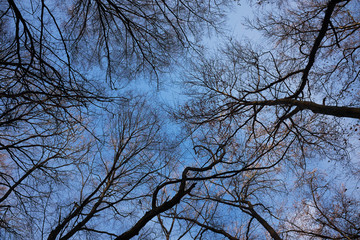 Winter forest bare tree tops with blue sky