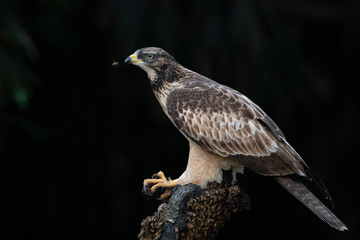 Bee eagle standing in hive