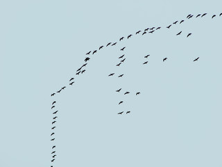 a flock of geese flies south in a wedge in the fall. Birds migrate to warmer climes.