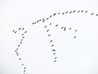 a flock of geese flies south in a wedge in the fall. Birds migrate to warmer climes.