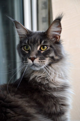 Beautiful maine coon cat. Large breed cat