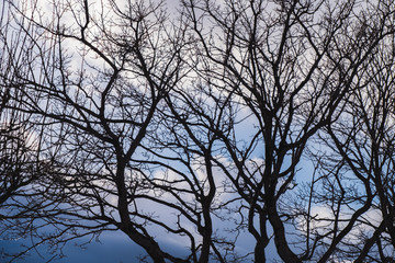 Selective focus of branches in the morning of winter. There are drops of water and ice on the small branches.