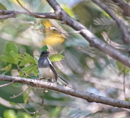 The magpie that sticks to the branches on the trees in the garden