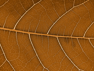 Naklejka na ściany i meble Dry brown leaves. Brown leaf background. Old leaf texture.