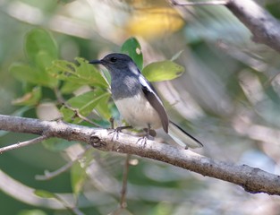 Obraz premium The magpie that sticks to the branches on the trees in the garden