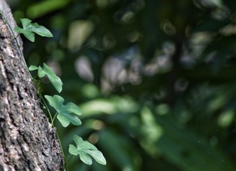 green leaves of tree, Weeds that attach to large trees for growth , Looks beautiful and made into a background