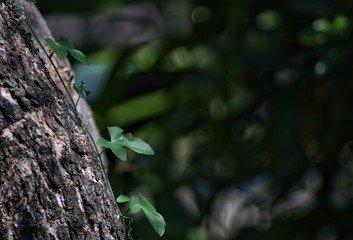 lizard on tree , Weeds that attach to large trees for growth , Looks beautiful and made into a background