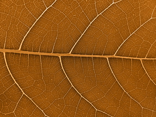 Naklejka na ściany i meble Dry brown leaves. Brown leaf background. Old leaf texture.