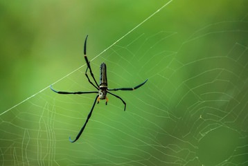 Golden SIlk Orb Weaving Spider waiting on her web.