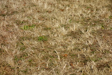 冬の乾燥した枯れたもの悲しげな芝生