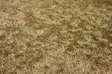 冬の乾燥した枯れたもの悲しげな芝生