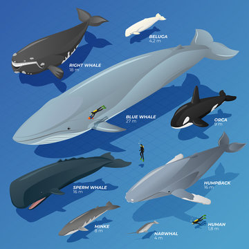 Isometric type comparison of whales