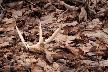 Shed antler in leaves on the forest floor. shed hunting find left side antler.