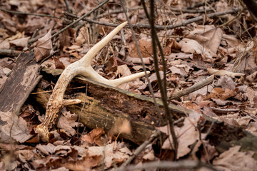 light colored antler shed on dead log. Shed antler from Whitetail buck. 