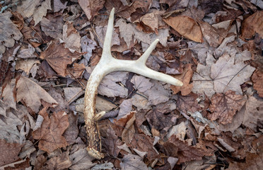 whitetail shed in dead leaves looking from above. 